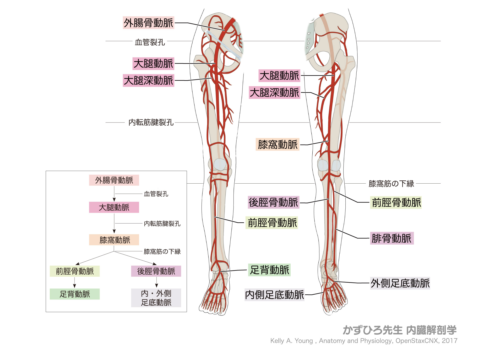 膝下動脈触知 – 膝窩動脈 触診 やり方 : 後脛骨動脈の触診場所は? この部位で脈拍触診する意義も解説 – EOKCRY