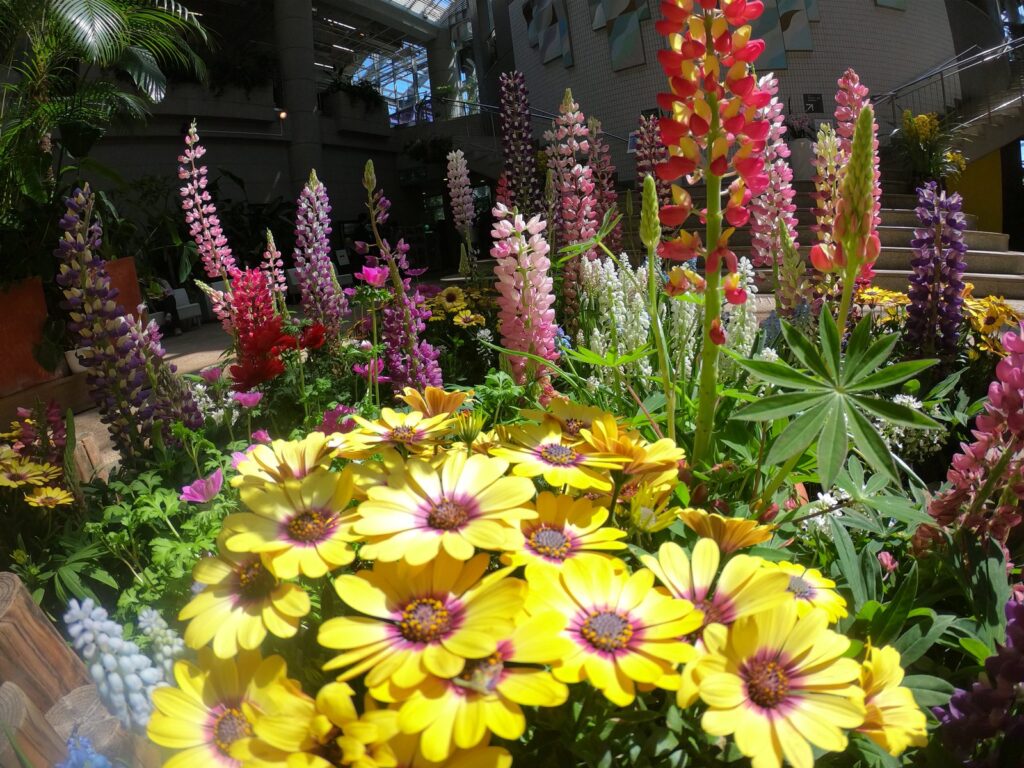 グリーンハウス館内の花の展示